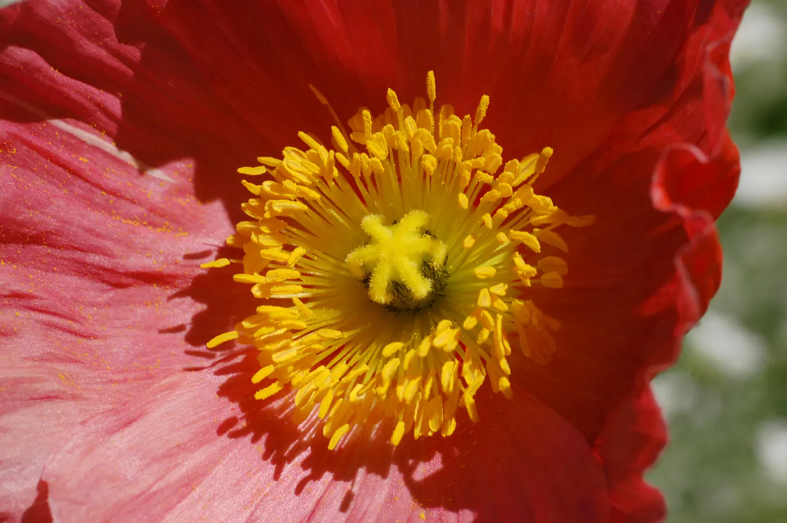 Iceland Poppy (Papaver Nudicaule) — hairy stems that can reach heights of 12 to 24 inches