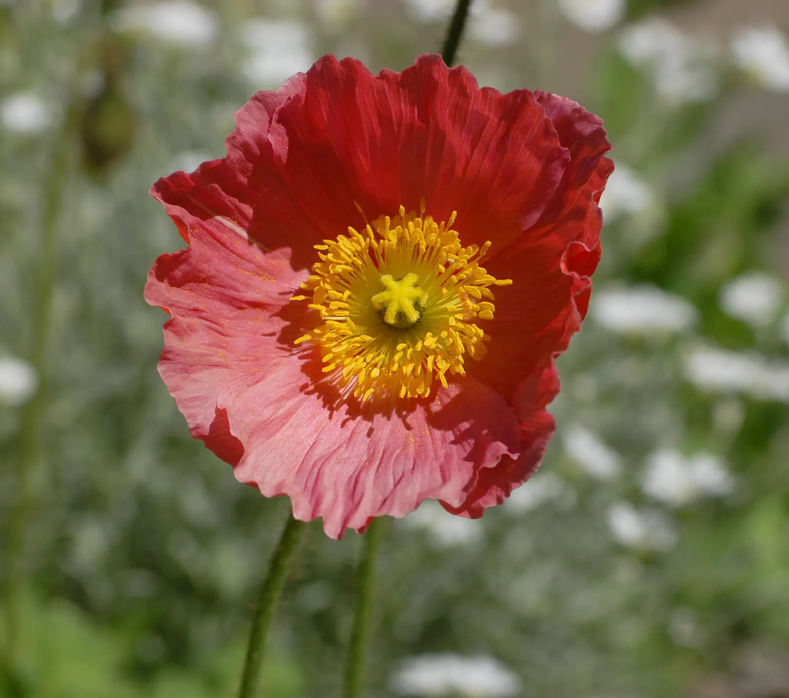 Iceland Poppy (Papaver Nudicaule) — sandy loam or chalky soil; this poppy is not only visually appealing but also attracts pollinators, image 82