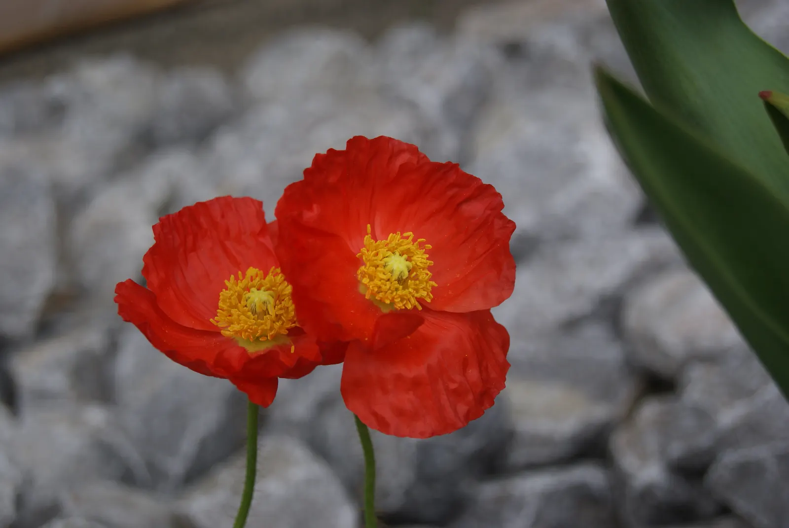 Iceland Poppy (Papaver Nudicaule) — it can create a sea of color that enlivens any garden space; regular deadheading encourages prolonged blooming