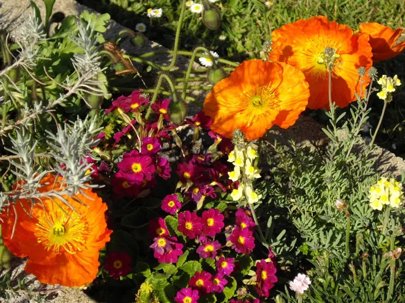 Iceland Poppy (Papaver Nudicaule) — This plant thrives best in USDA zones 2 through 9 and prefers well-drained, image 58