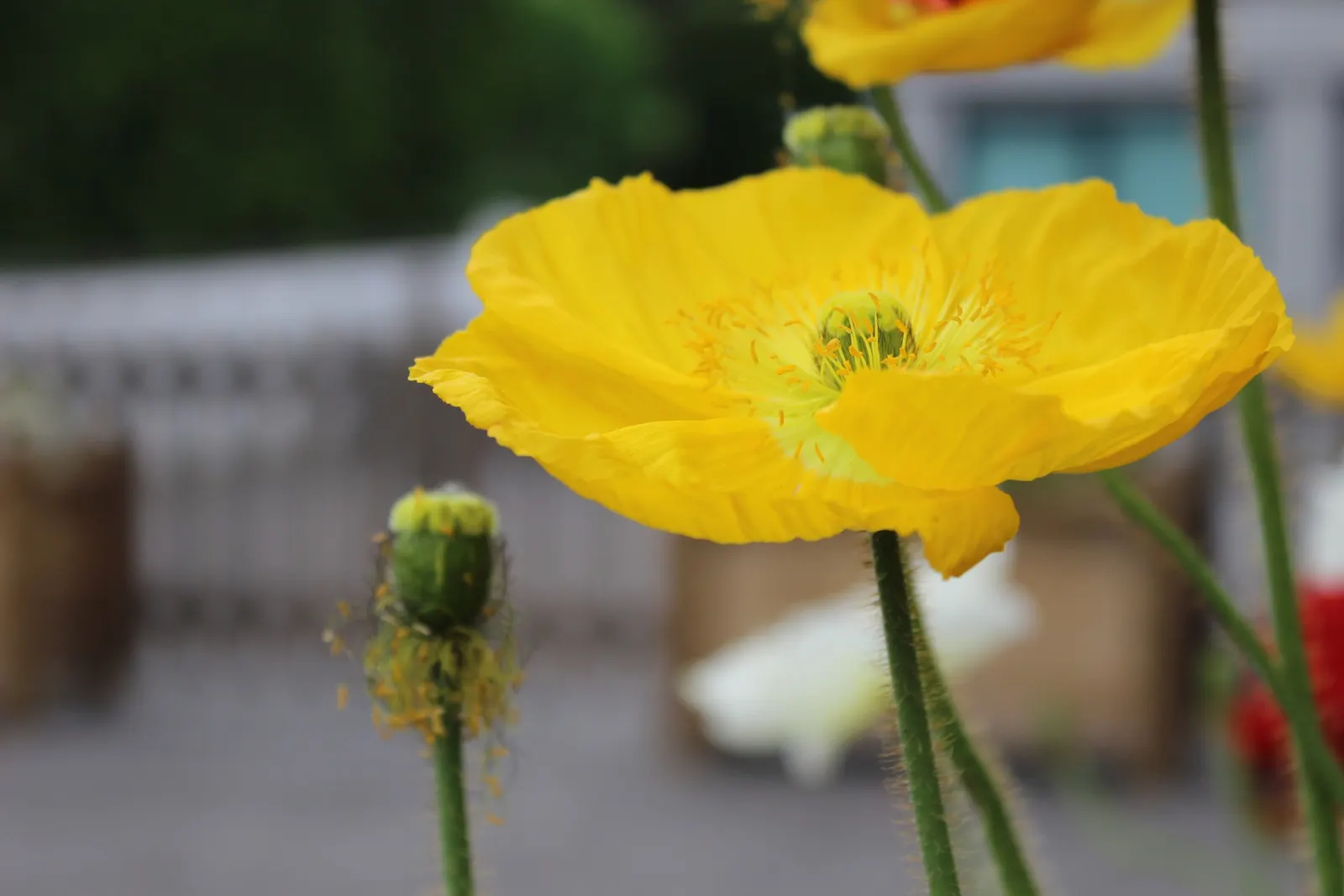 Iceland Poppy (Papaver Nudicaule) — each bloom spanning 2-4 inches across; be mindful that it has a moderate drought tolerance once established, image 49