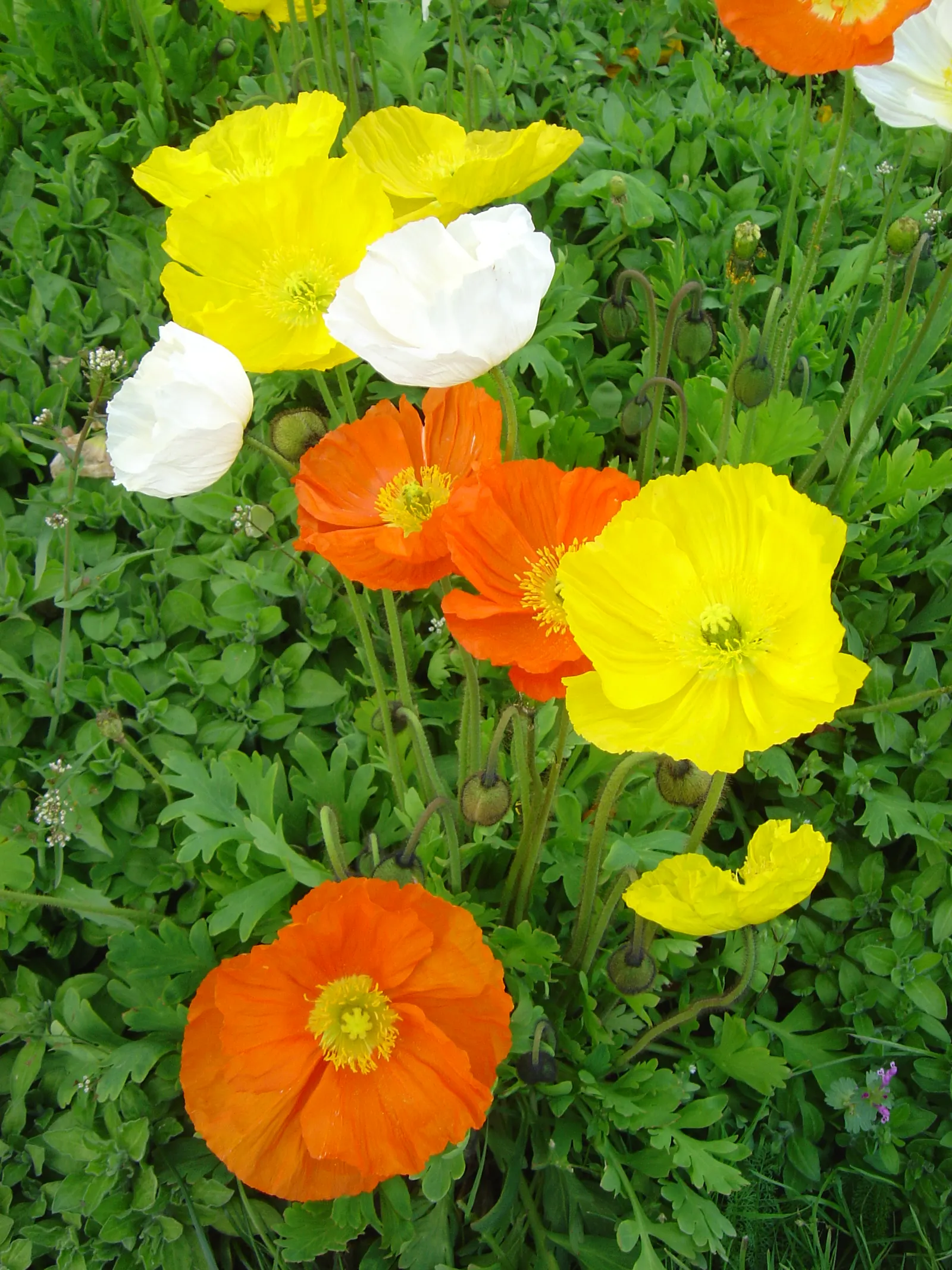 Iceland Poppy (Papaver Nudicaule) — This poppy is not only visually appealing but also attracts pollinators; papaver nudicaule works well as a, image 65