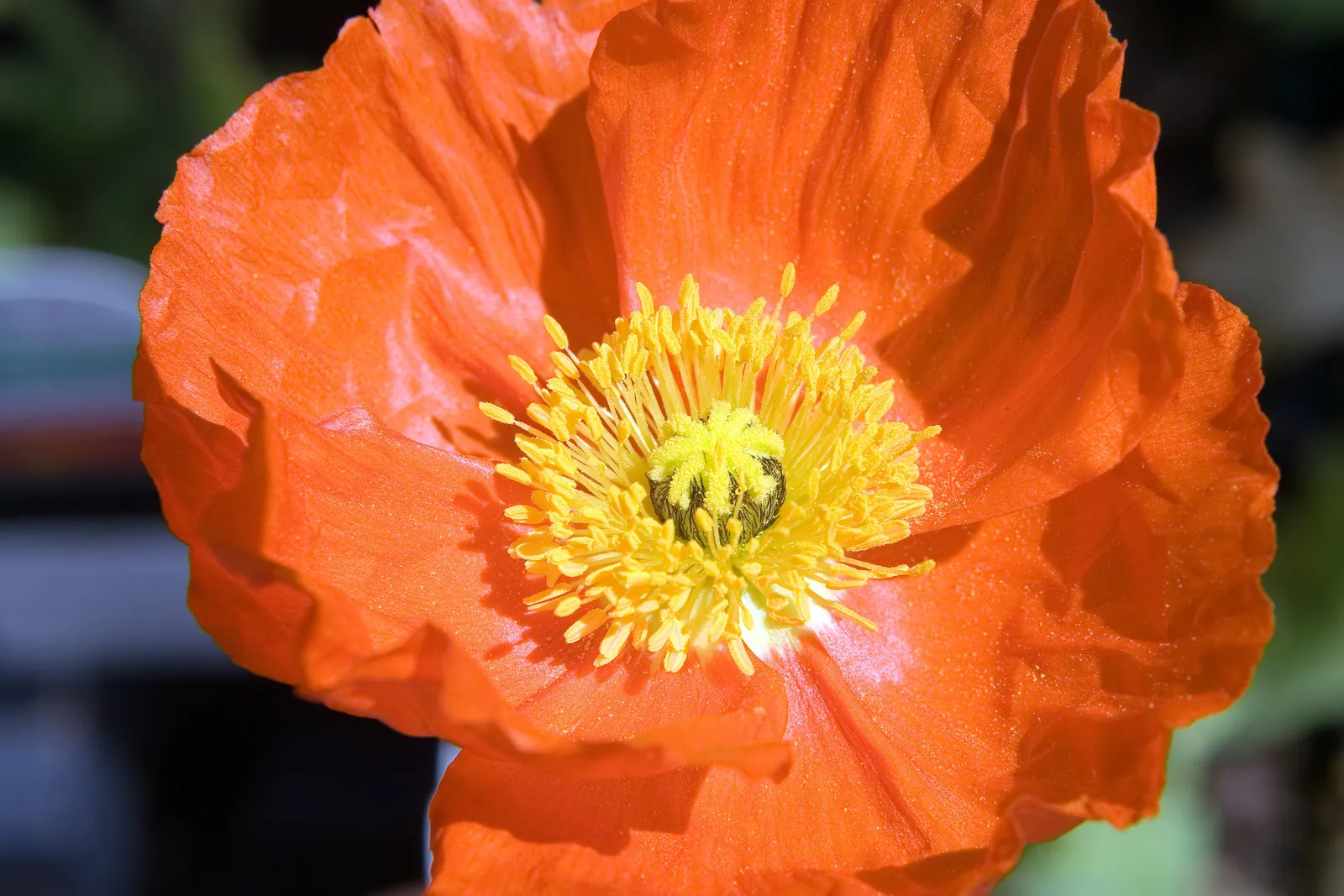 Iceland Poppy (Papaver Nudicaule) — annual for full or half; making it both a client's delight and an ecological asset