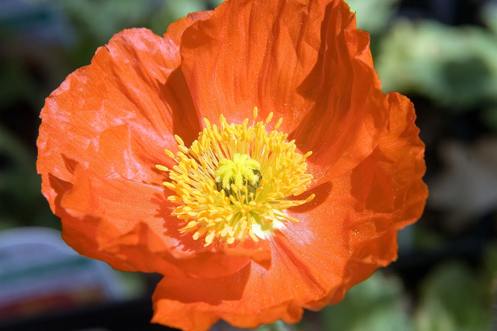 Iceland Poppy (Papaver Nudicaule) — The Iceland Poppy (Papaver nudicaule) is a hardy perennial with a short-lived nature; rising up to 2 feet tall, this poppy