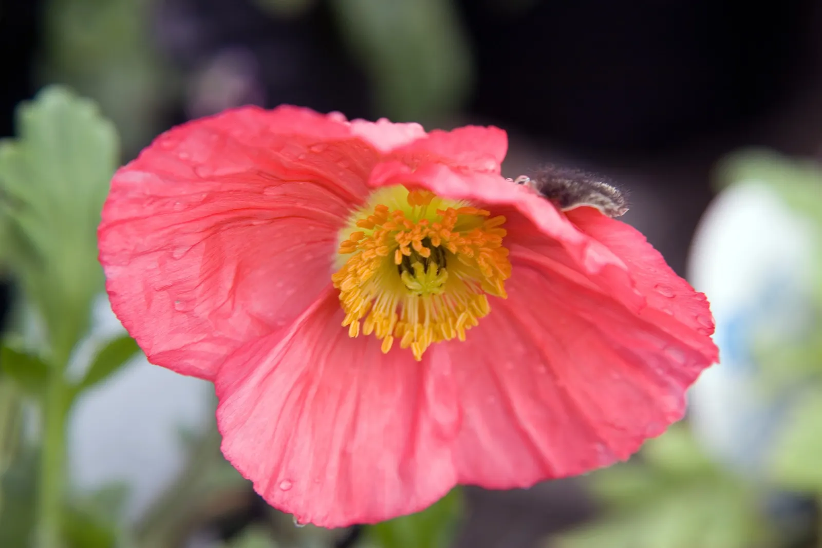 Iceland Poppy (Papaver Nudicaule) — This plant thrives best in USDA zones 2 through 9 and prefers well-drained, image 35