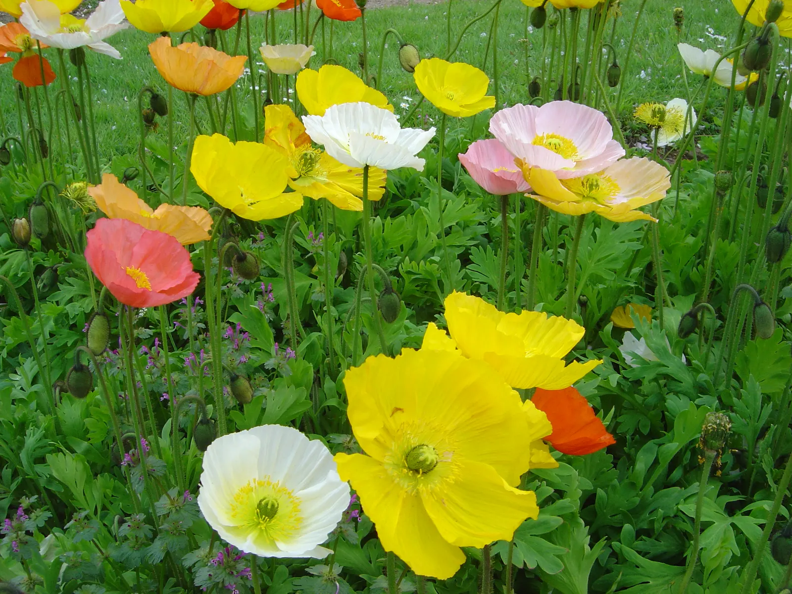 Iceland Poppy (Papaver Nudicaule) — it can create a sea of color that enlivens any garden space; regular deadheading encourages prolonged blooming, image 85