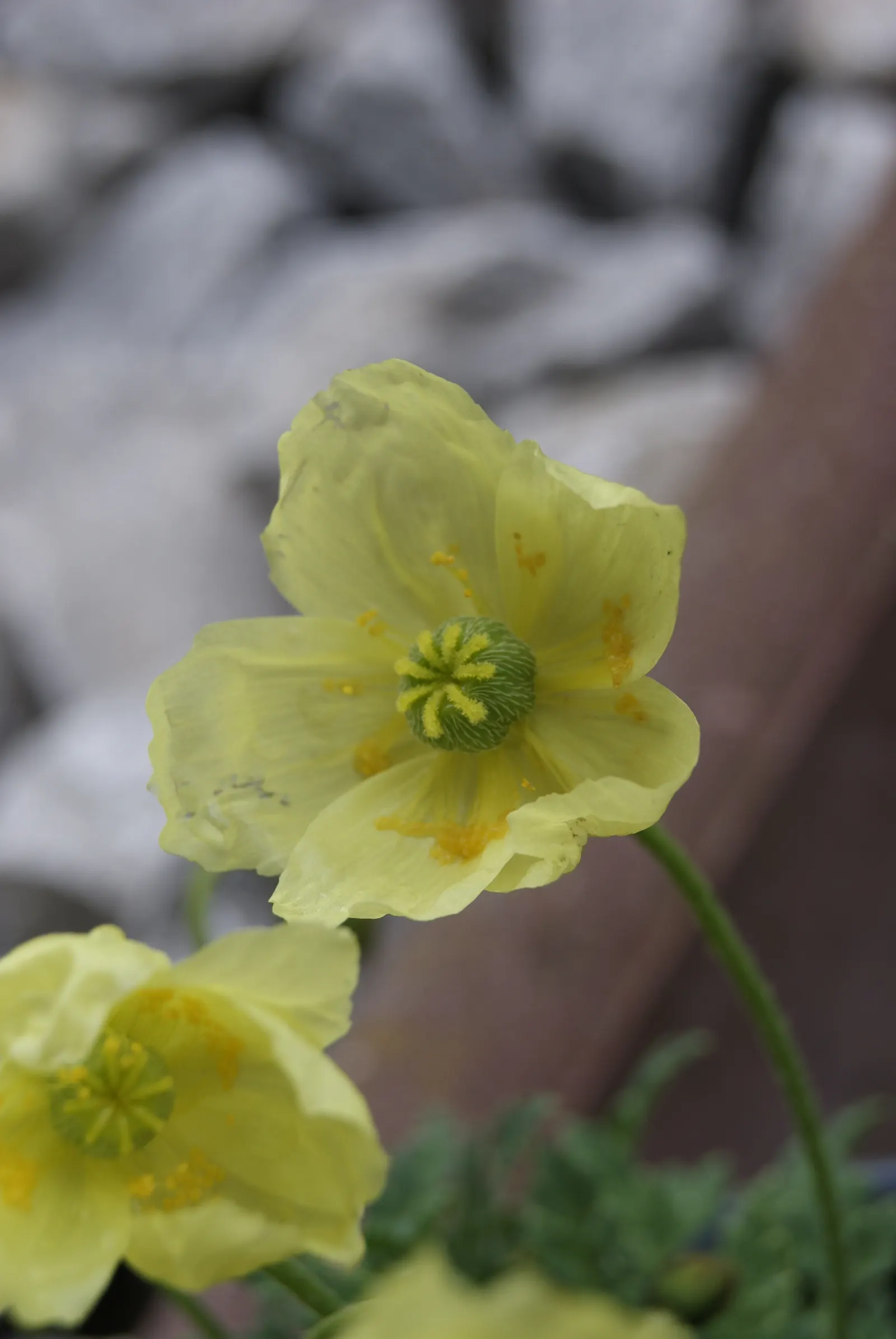 Iceland Poppy (Papaver Nudicaule) — each bloom spanning 2-4 inches across; be mindful that it has a moderate drought tolerance once established, image 72