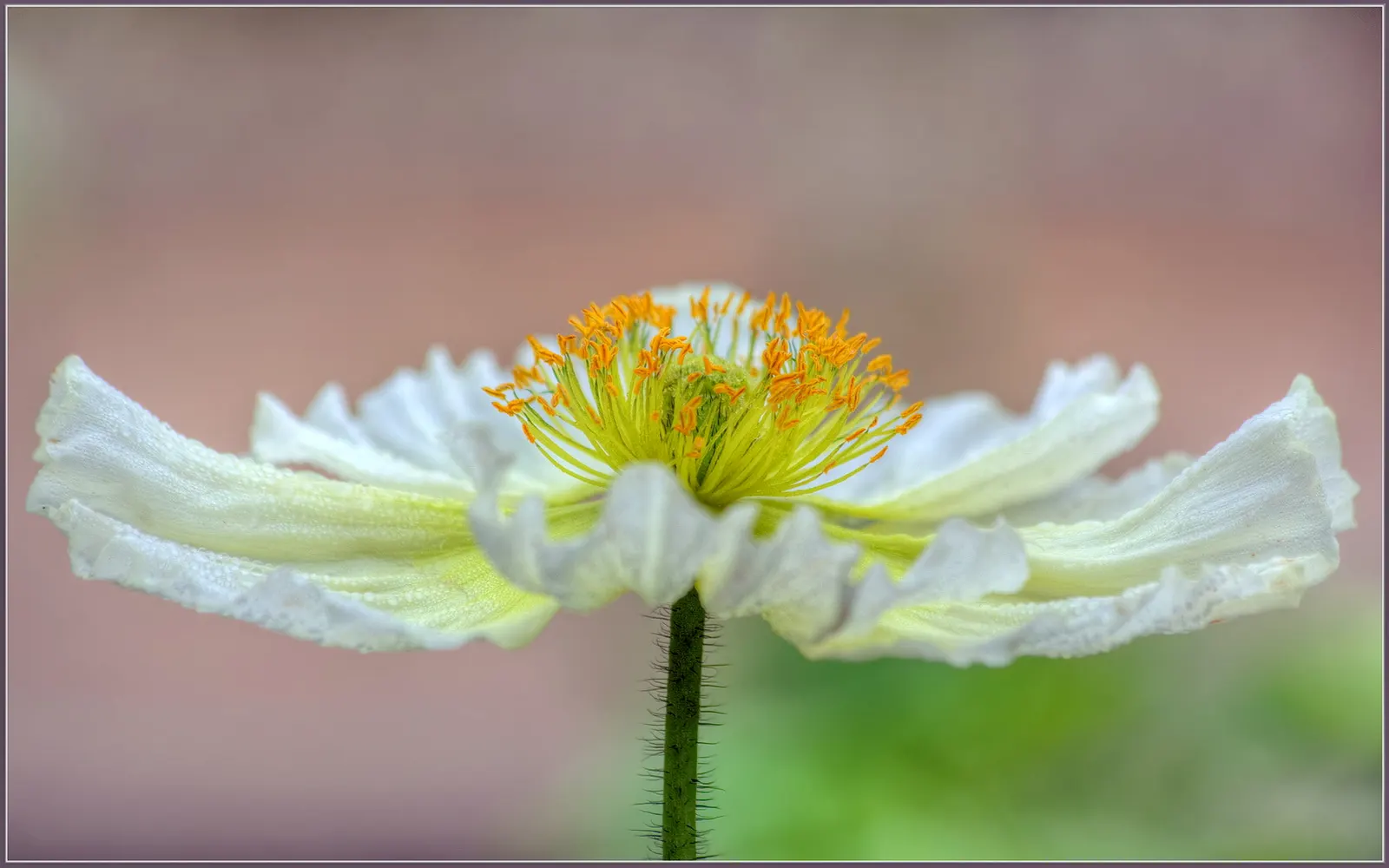 Iceland Poppy (Papaver Nudicaule) — Papaver nudicaule works well as a border plant; with each possessing a distinct, image 107