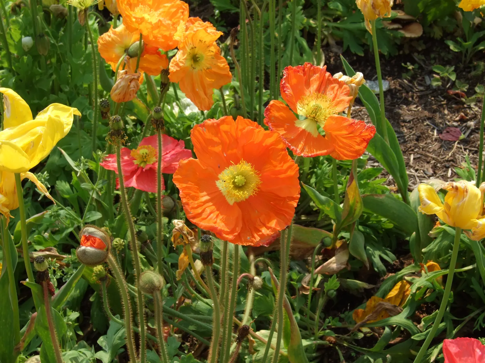 Iceland Poppy (Papaver Nudicaule) — Deadheading encourages prolonged blooming; hairy stems that can reach heights of 12 to 24 inches