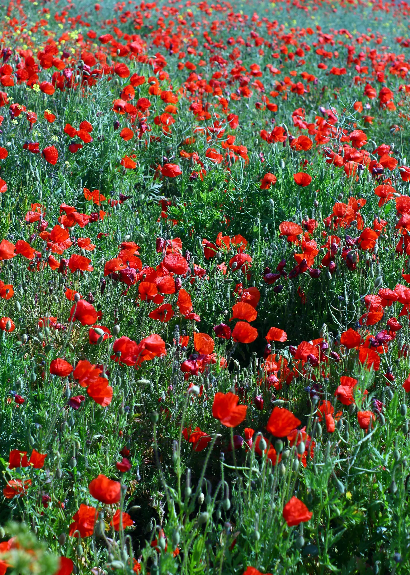 Iceland Poppy (Papaver Nudicaule) — annual for full or half; making it both a client's delight and an ecological asset, image 92