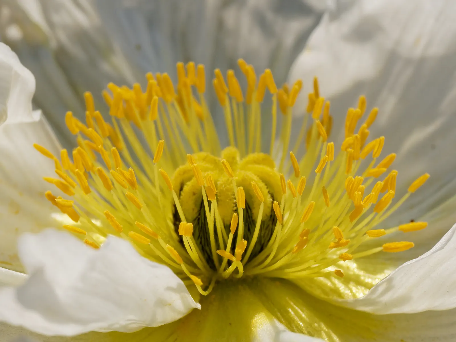 Iceland Poppy (Papaver Nudicaule) — hairy stems that can reach heights of 12 to 24 inches; although it is tolerant of a variety of soil conditions, image 55