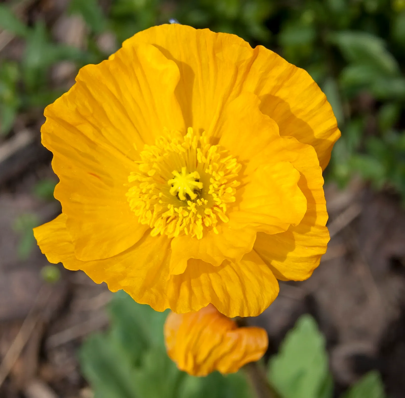 Iceland Poppy (Papaver Nudicaule) — hairy stems that can reach heights of 12 to 24 inches; although it is tolerant of a variety of soil conditions