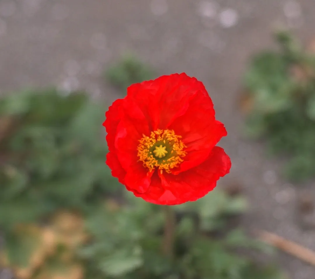 Iceland Poppy (Papaver Nudicaule) — This poppy is not only visually appealing but also attracts pollinators; papaver nudicaule works well as a, image 88