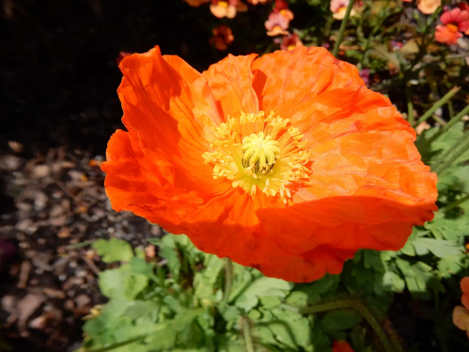 Iceland Poppy (Papaver Nudicaule) — It boasts a delicate yet vibrant display; annual for full or half, image 76