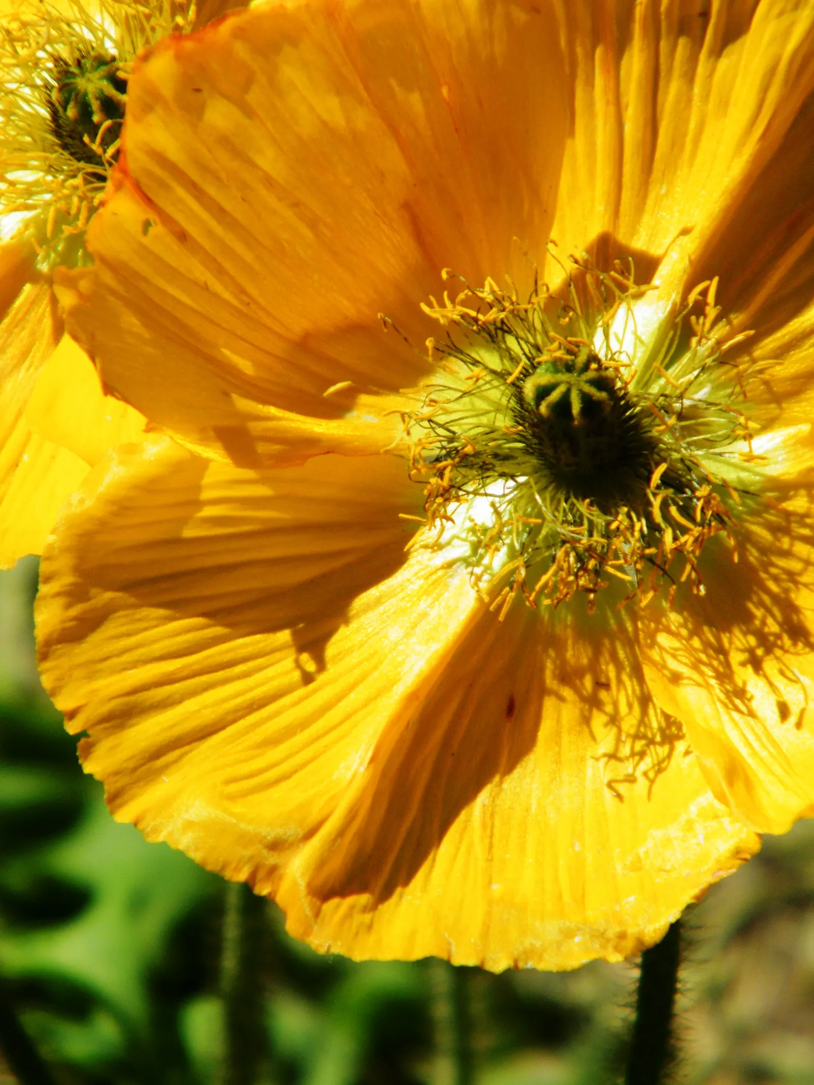 Iceland Poppy (Papaver Nudicaule) — Be mindful that it has a moderate drought tolerance once established, requiring only occasional watering