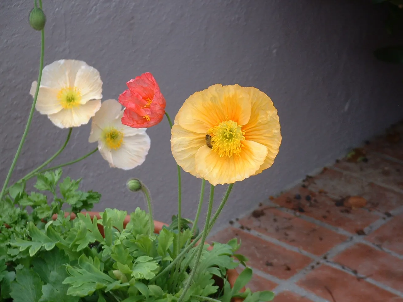 Iceland Poppy (Papaver Nudicaule) — hairy stems that can reach heights of 12 to 24 inches; although it is tolerant of a variety of soil conditions, image 78