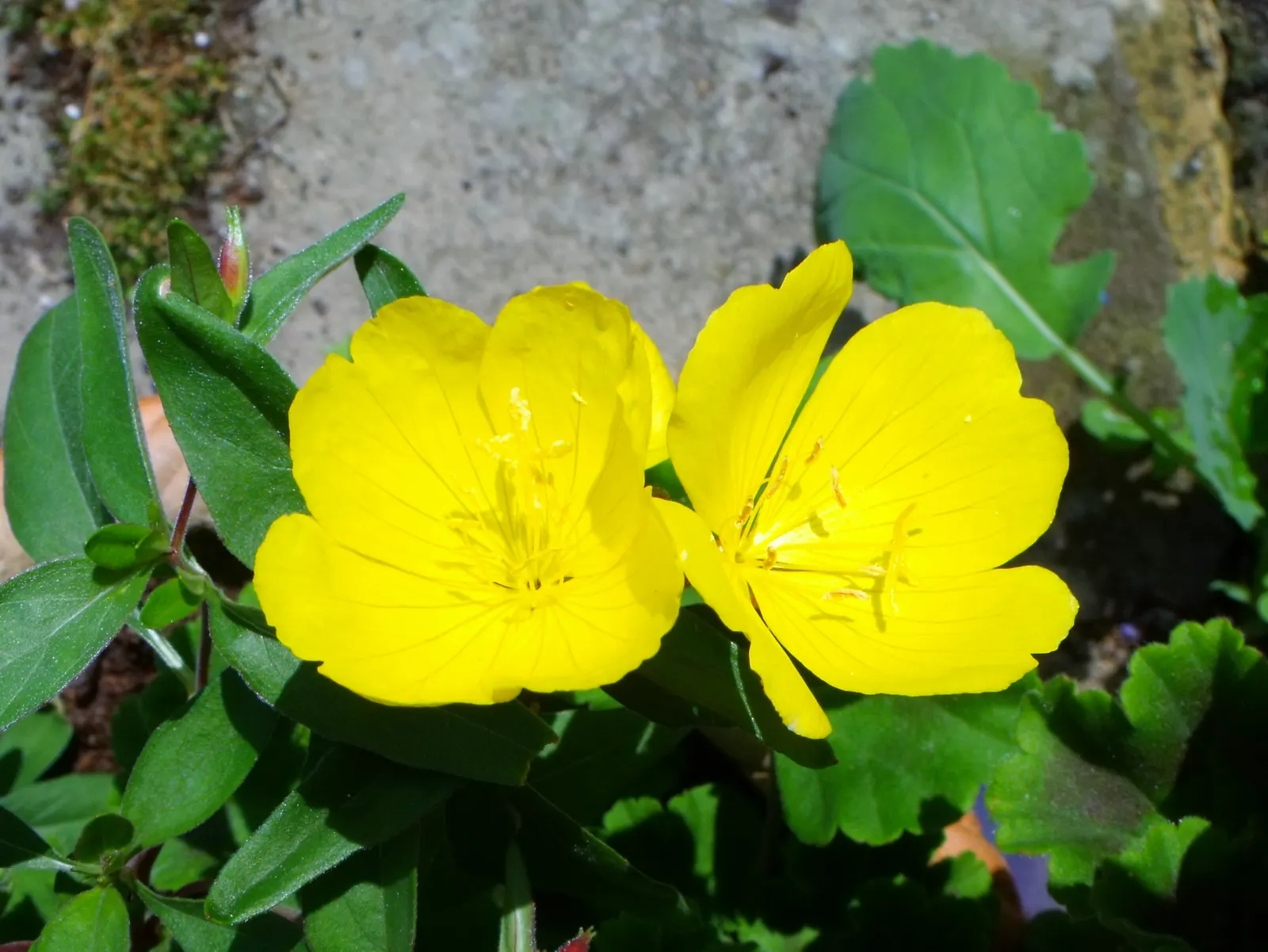 Iceland Poppy (Papaver Nudicaule) — It boasts a delicate yet vibrant display