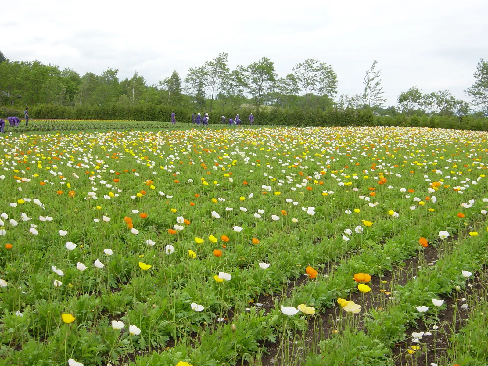 Iceland Poppy (Papaver Nudicaule) — although it is tolerant of a variety of soil conditions; each bloom spanning 2-4 inches across, image 60