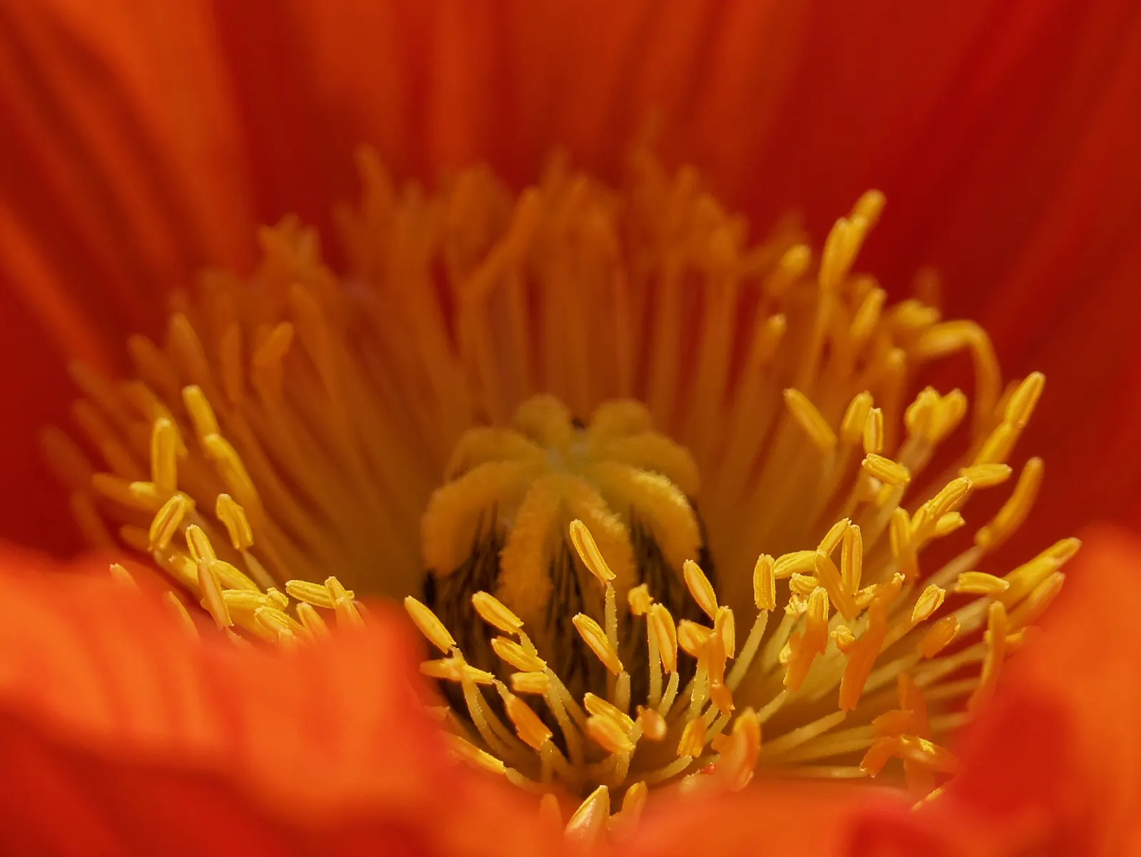 Iceland Poppy (Papaver Nudicaule) — orange flowers in the garden; ideal for adding a splash of color to rock gardens or borders.\n, image 67