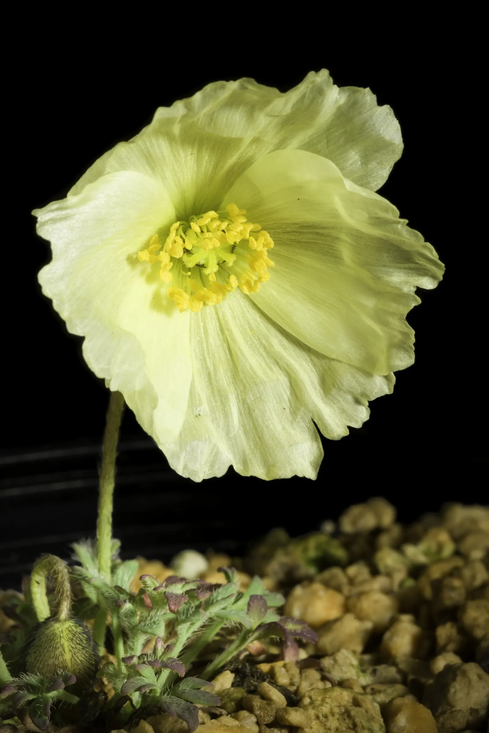 Iceland Poppy (Papaver Nudicaule) — cup-shaped flowers in vivid hues ranging from white and yellow to orange and red