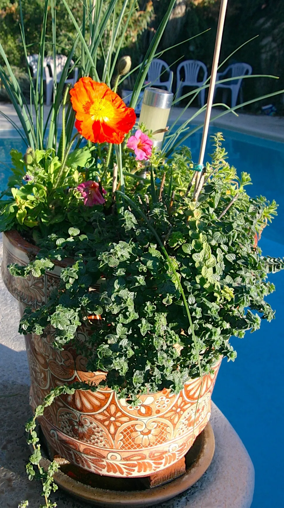 Iceland Poppy (Papaver Nudicaule) — Deadheading encourages prolonged blooming; hairy stems that can reach heights of 12 to 24 inches, image 51