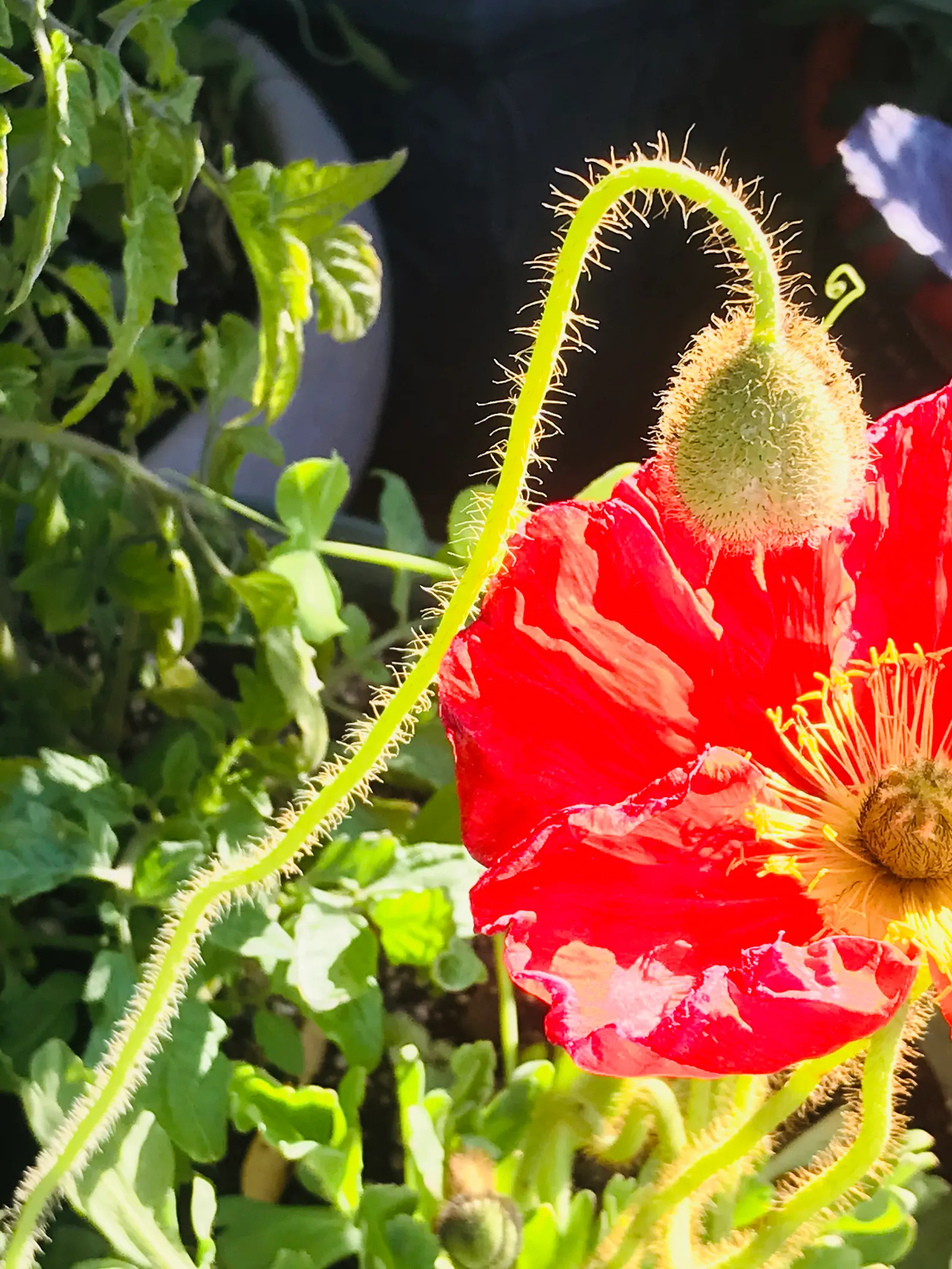 Iceland Poppy (Papaver Nudicaule) — orange flowers in the garden; ideal for adding a splash of color to rock gardens or borders.\n