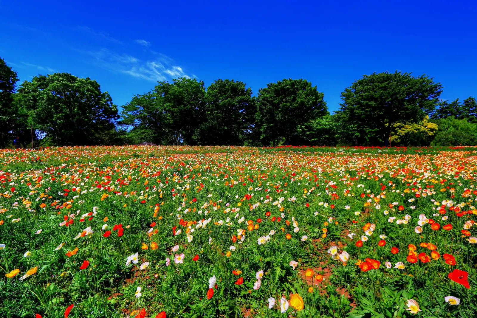 Iceland Poppy (Papaver Nudicaule) — Deadheading encourages prolonged blooming