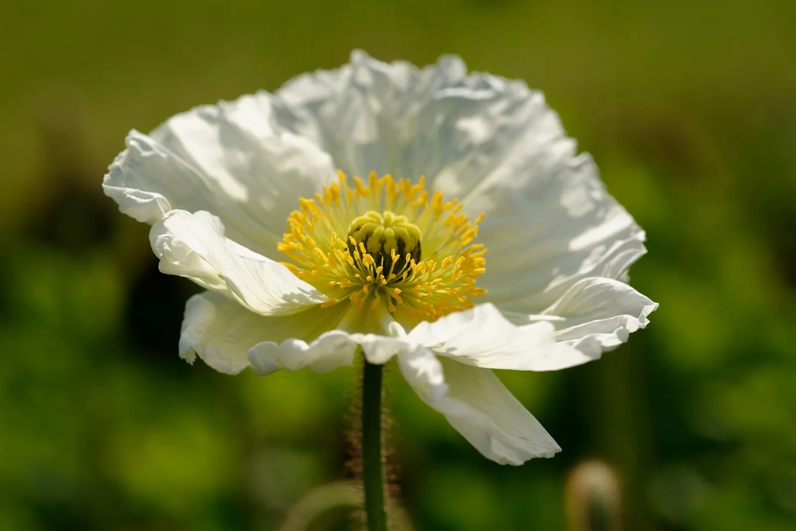 Iceland Poppy (Papaver Nudicaule) — This plant thrives best in USDA zones 2 through 9 and prefers well-drained