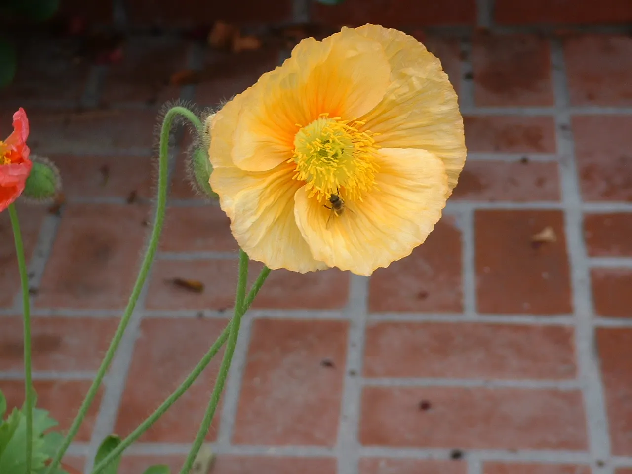Iceland Poppy (Papaver Nudicaule) — making it both a client's delight and an ecological asset; annual with orange blooms, image 66