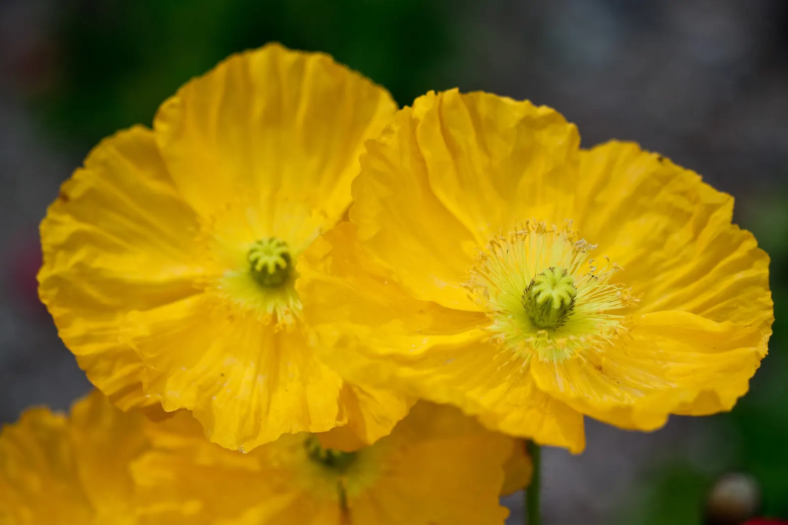 Iceland Poppy (Papaver Nudicaule) — lightly fragrant flowers perched atop slender; it boasts a delicate yet vibrant display, image 77