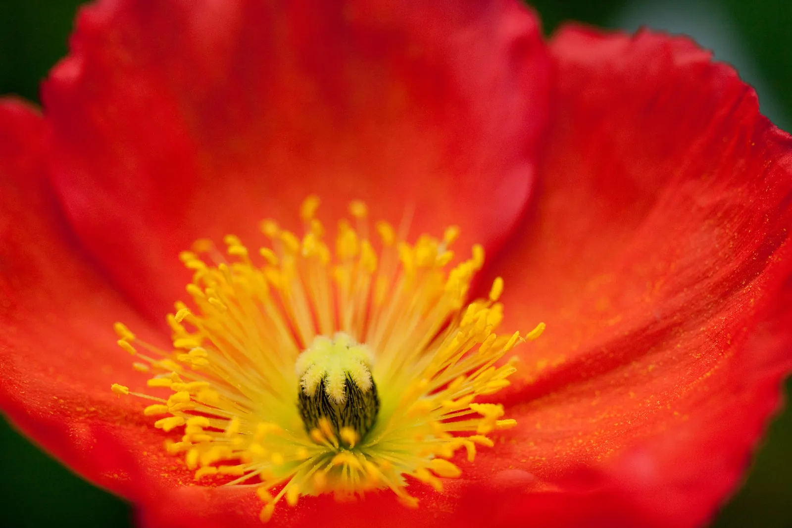 Iceland Poppy (Papaver Nudicaule) — The Iceland Poppy (Papaver nudicaule) is a hardy perennial with a short-lived nature; rising up to 2 feet tall, image 70