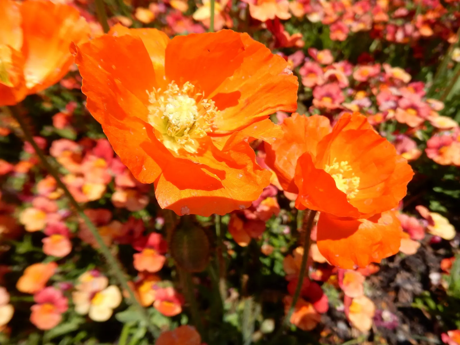 Iceland Poppy (Papaver Nudicaule) — Rising up to 2 feet tall, this poppy thrives in well-drained soil and full sun; cup-shaped flowers in vivid hues ranging