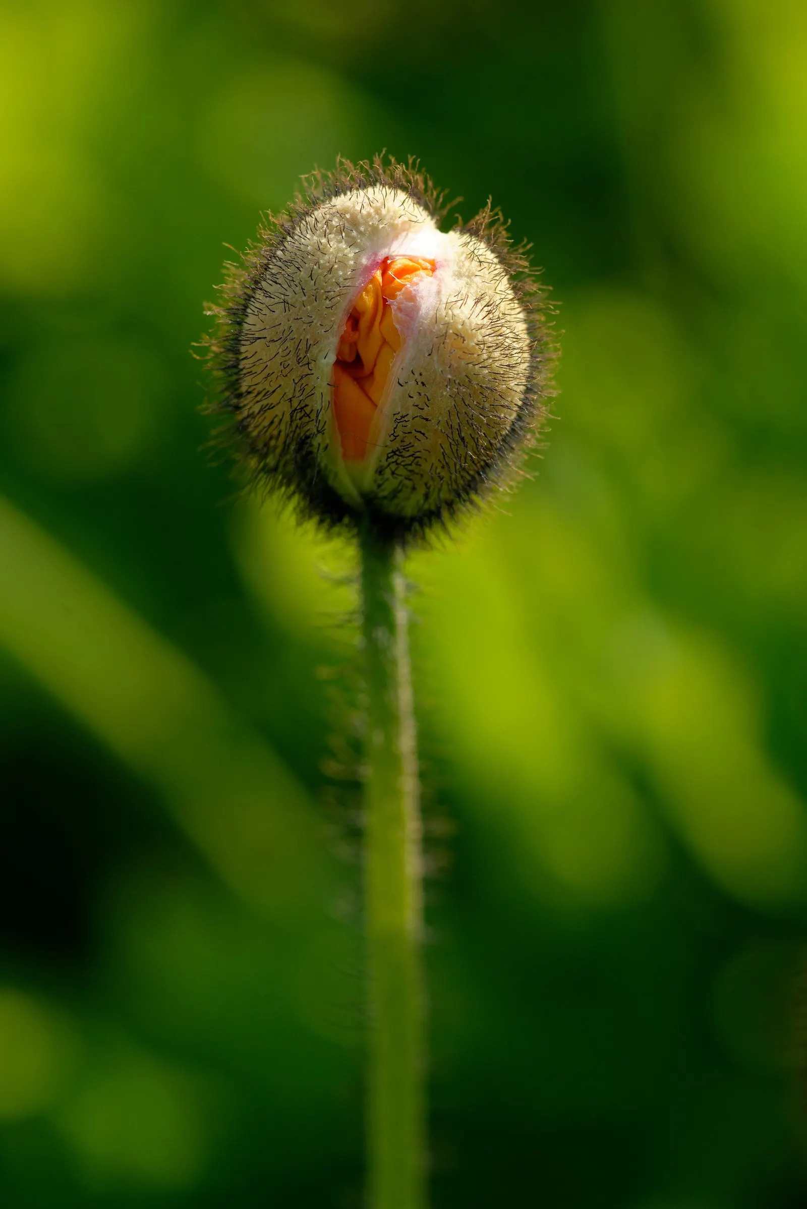 Iceland Poppy (Papaver Nudicaule) — it can create a sea of color that enlivens any garden space