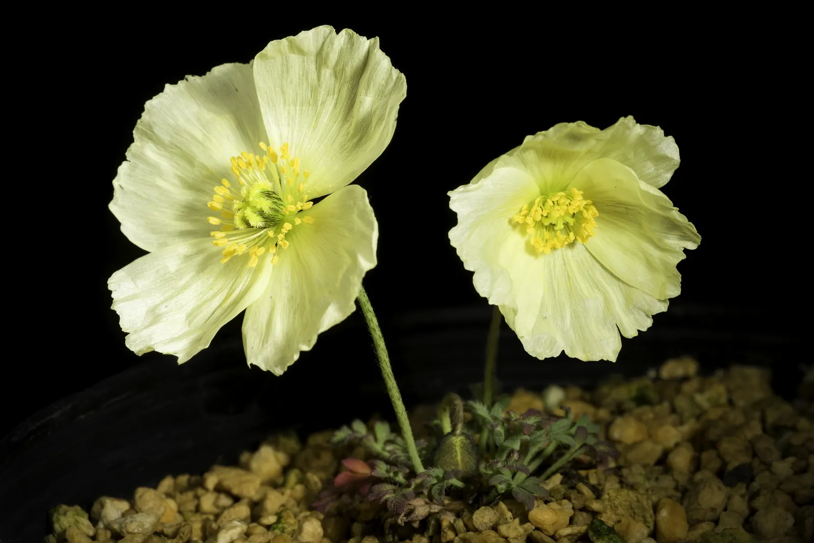 Iceland Poppy (Papaver Nudicaule) — annual with orange blooms; sandy loam or chalky soil, image 68