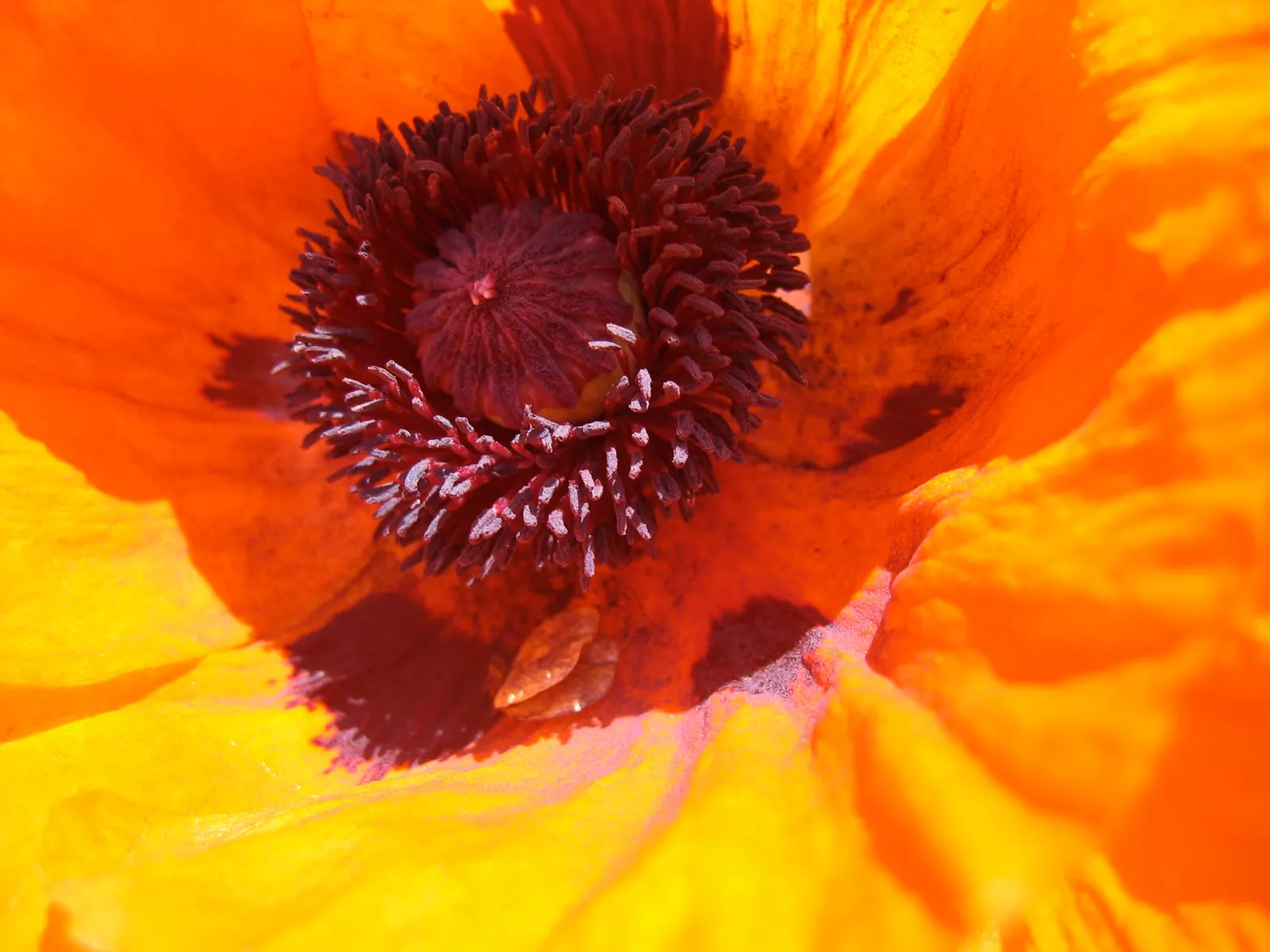 Iceland Poppy (Papaver Nudicaule) — lightly fragrant flowers perched atop slender; it boasts a delicate yet vibrant display, image 100