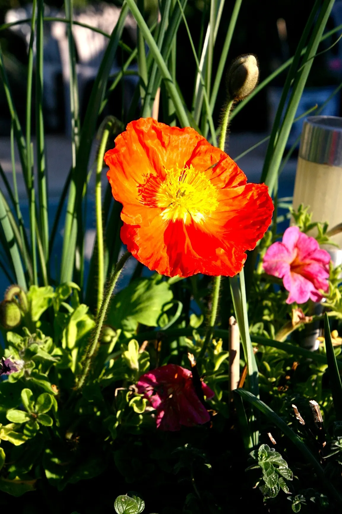 Iceland Poppy (Papaver Nudicaule) — orange flowers in the garden