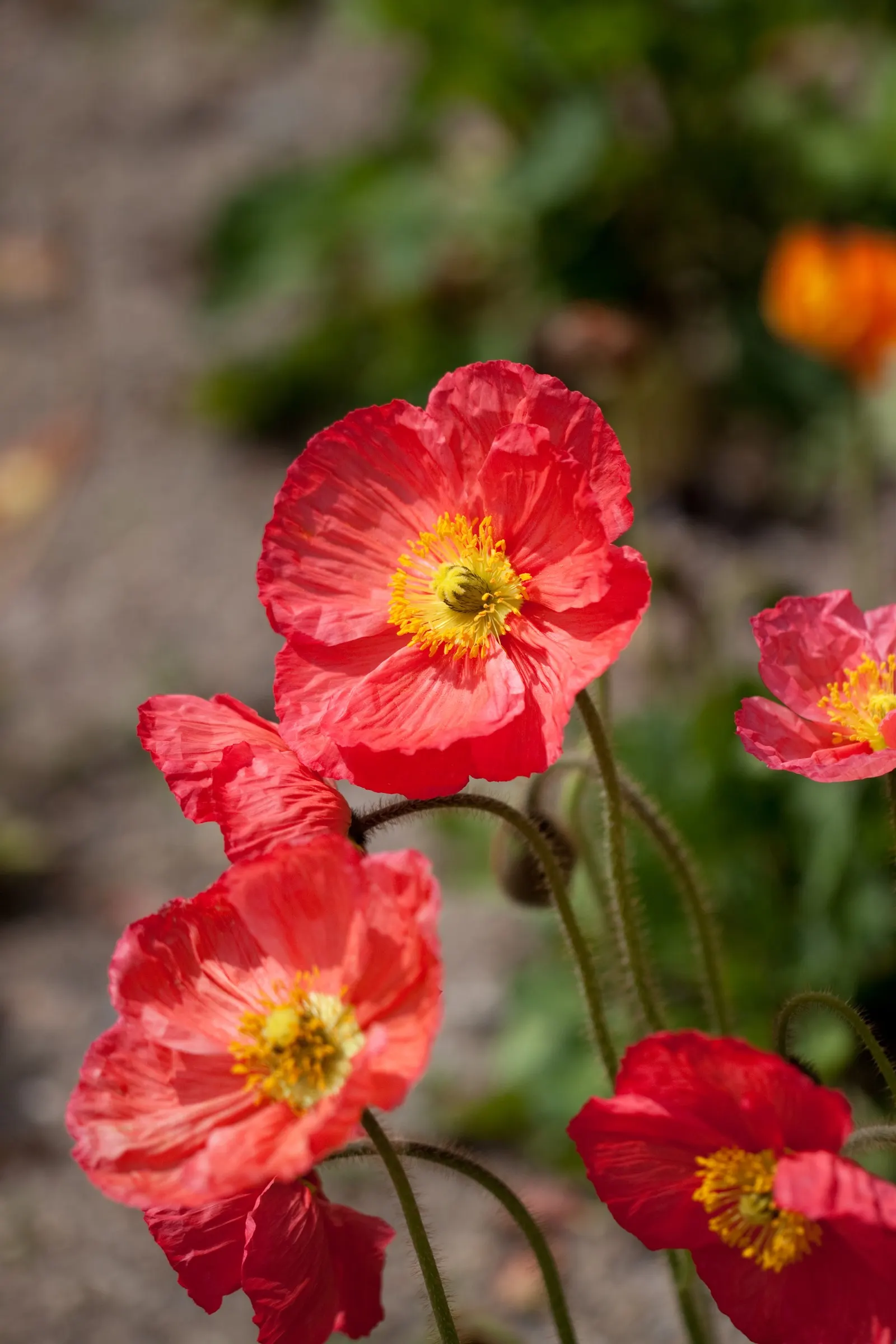 Iceland Poppy (Papaver Nudicaule) — annual with orange blooms; sandy loam or chalky soil, image 91