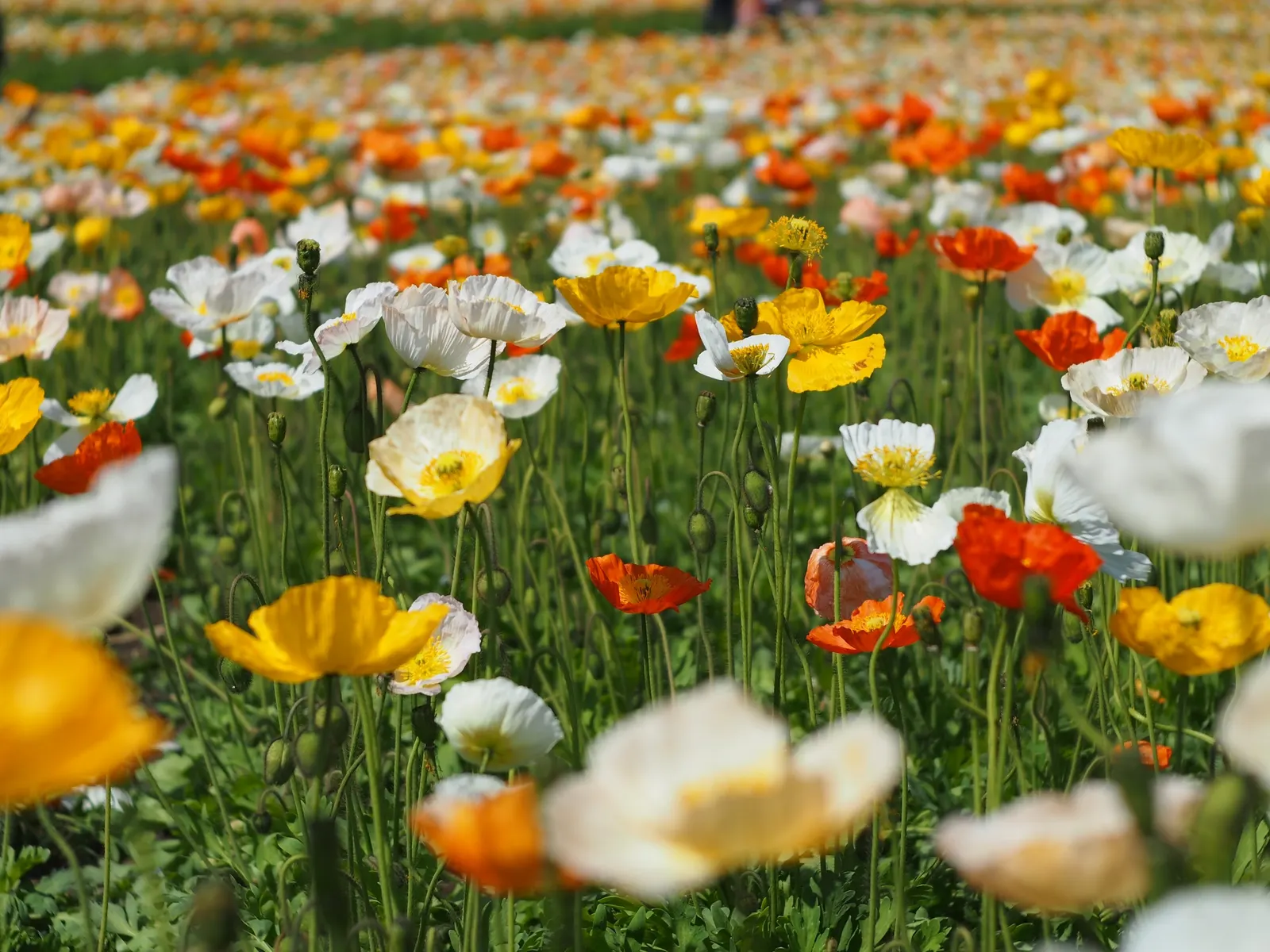 Iceland Poppy (Papaver Nudicaule) — making it both a client's delight and an ecological asset; annual with orange blooms