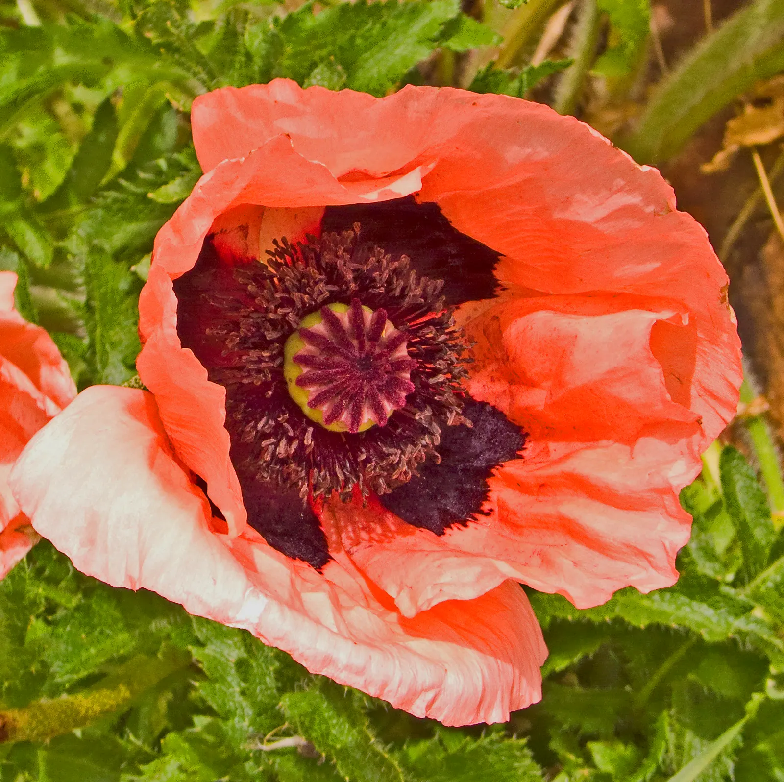 Iceland Poppy (Papaver Nudicaule) — cup-shaped flowers in vivid hues ranging from white and yellow to orange and red; the soft, greenish-grey, image 48