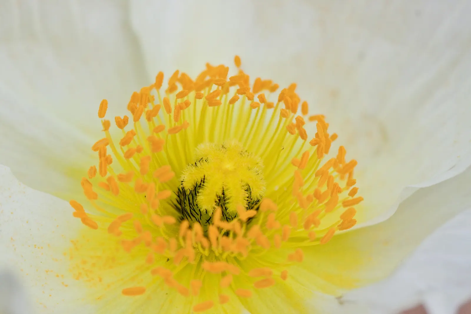Iceland Poppy (Papaver Nudicaule) — each bloom spanning 2-4 inches across; be mindful that it has a moderate drought tolerance once established, requiring only