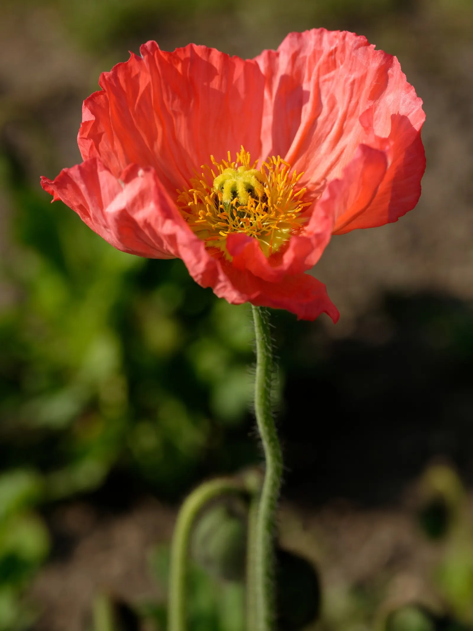Iceland Poppy (Papaver Nudicaule) — with each possessing a distinct; orange flowers in the garden, image 79