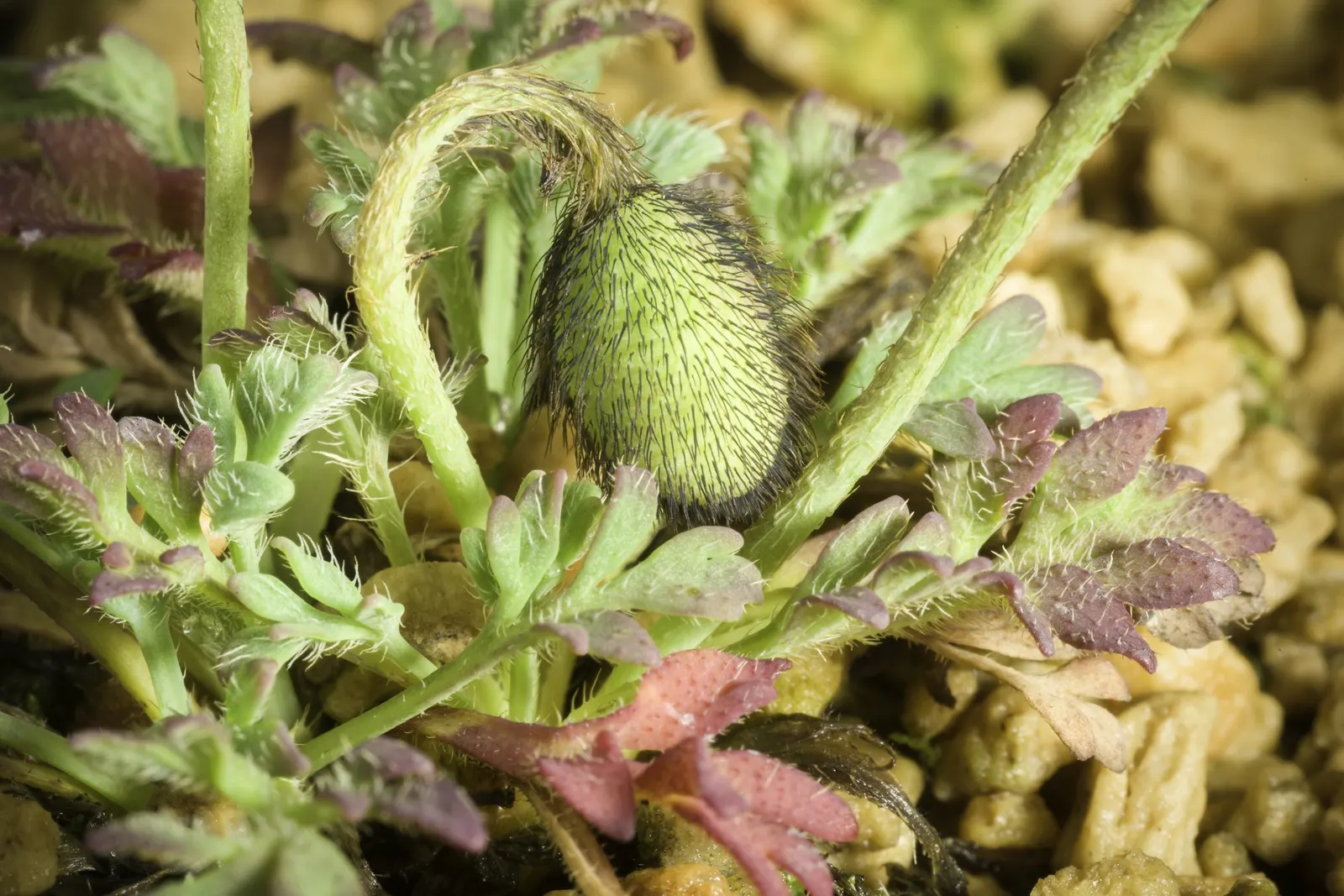 Iceland Poppy (Papaver Nudicaule) — lightly fragrant flowers perched atop slender