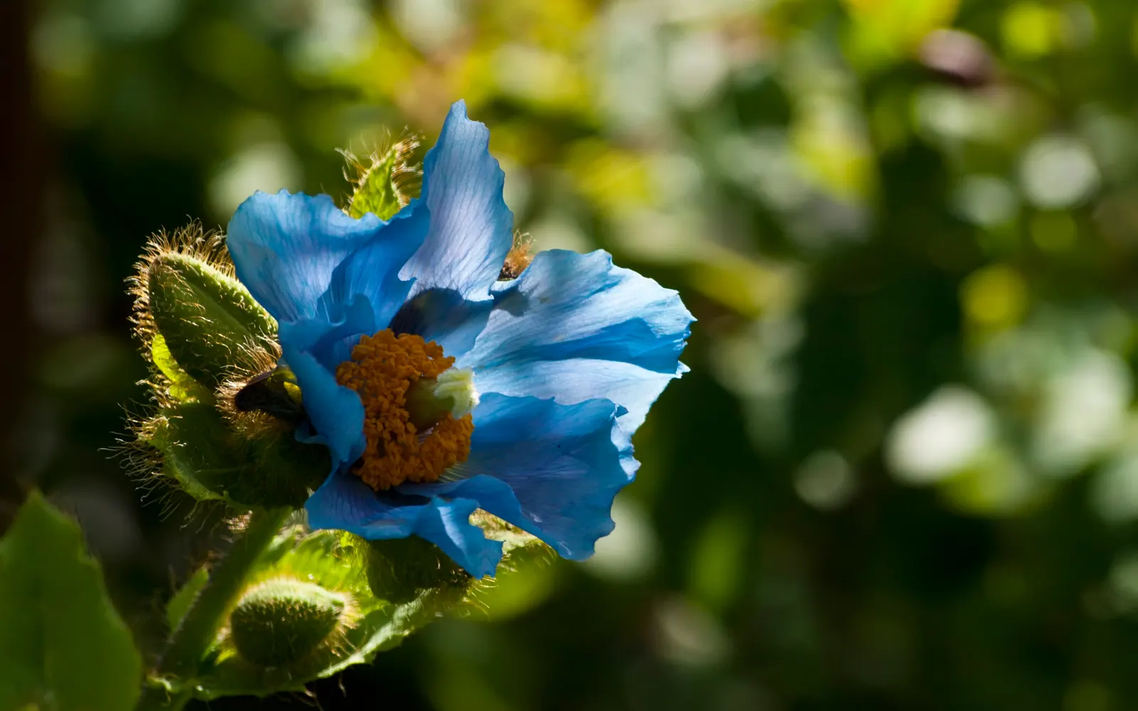 Iceland Poppy (Papaver Nudicaule) — sandy loam or chalky soil; this poppy is not only visually appealing but also attracts pollinators, image 105