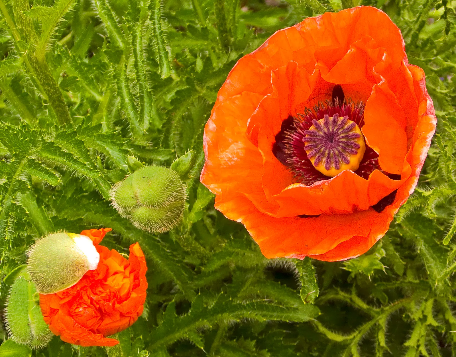 Iceland Poppy (Papaver Nudicaule) — cup-shaped flowers in vivid hues ranging from white and yellow to orange and red; the soft, greenish-grey, image 71