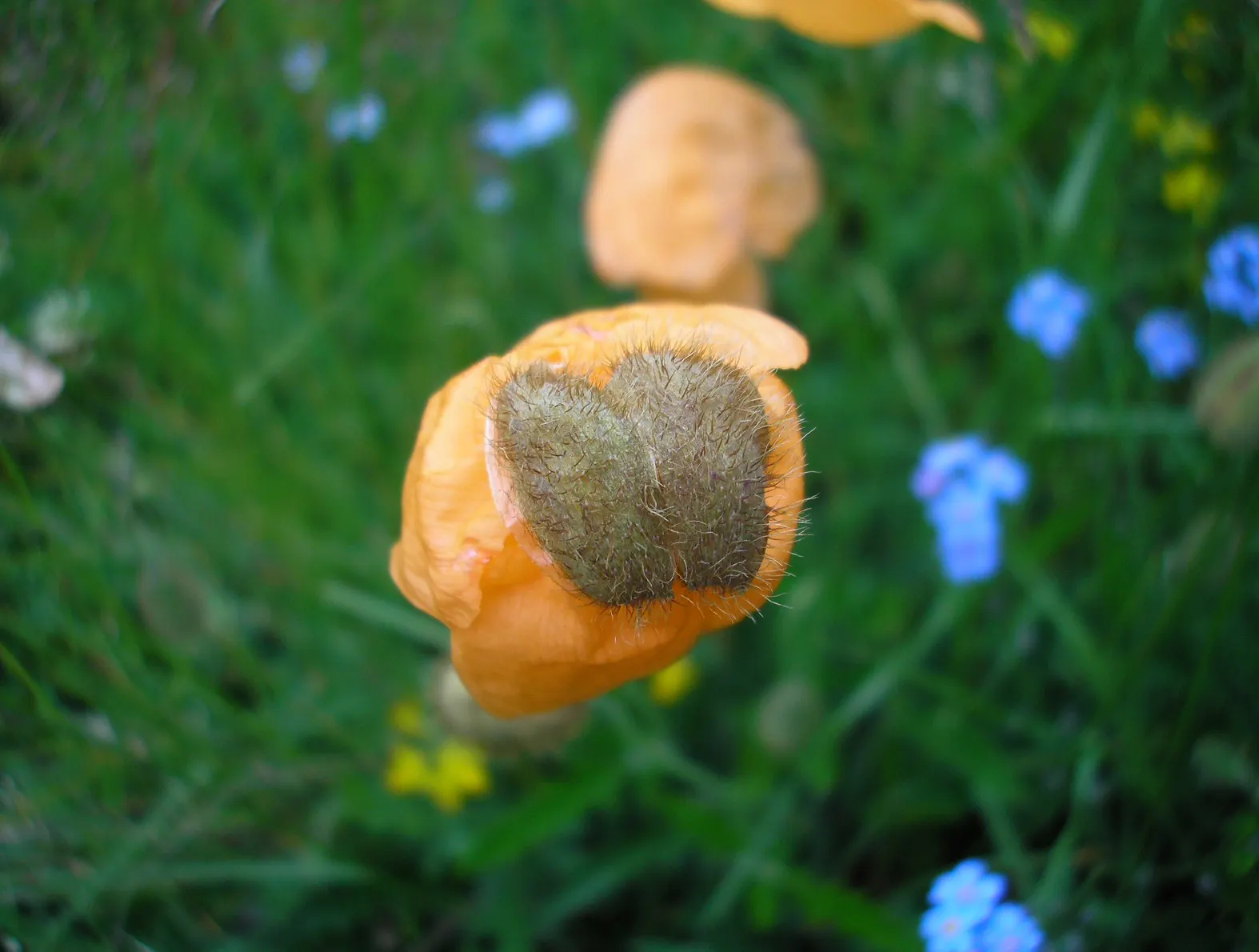 Iceland Poppy (Papaver Nudicaule) — The soft, greenish-grey leaves provide a subtle backdrop that accentuates the vivid floral hues; deadheading encourages