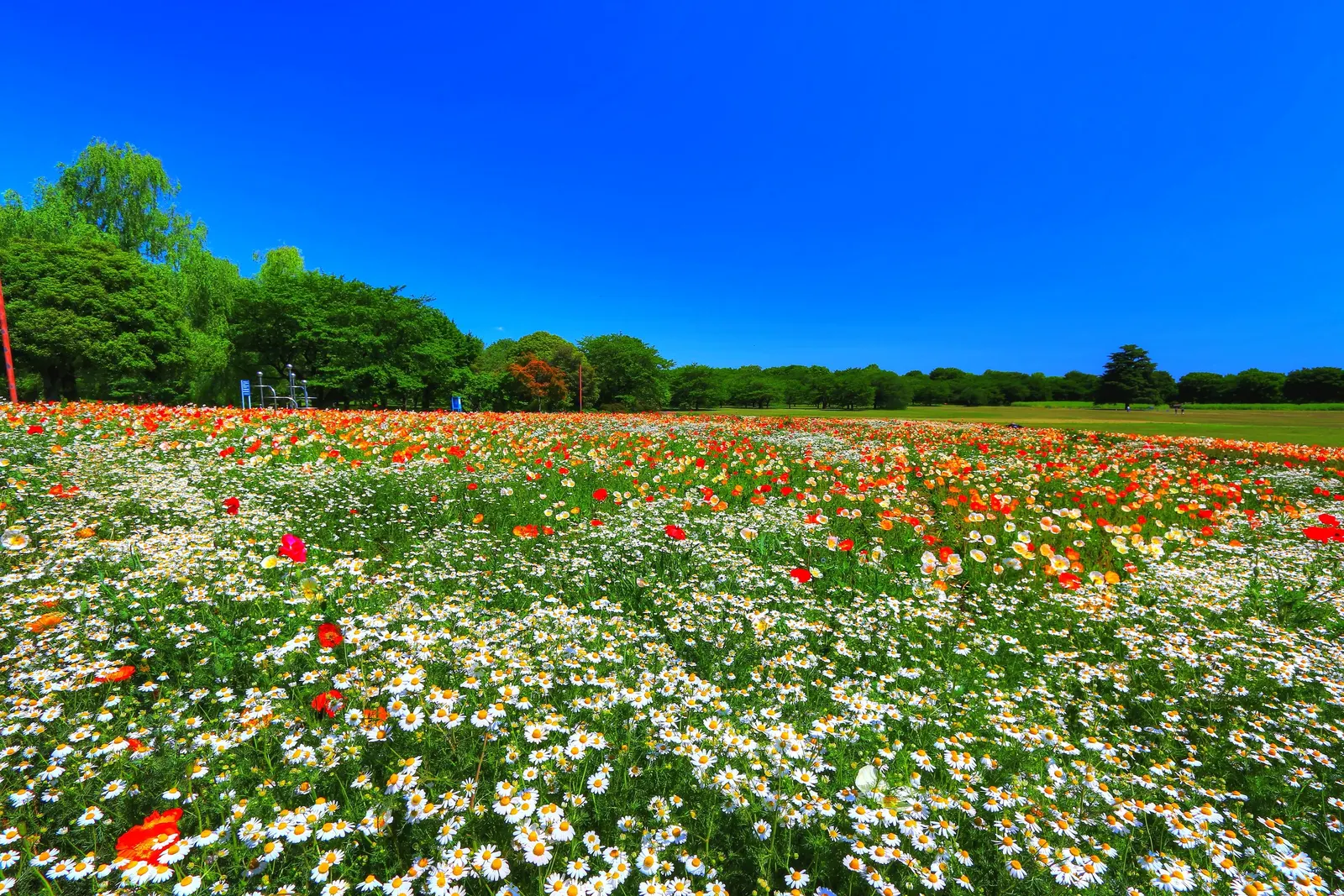 Iceland Poppy (Papaver Nudicaule) — Be mindful that it has a moderate drought tolerance once established, requiring only occasional watering; lightly fragrant