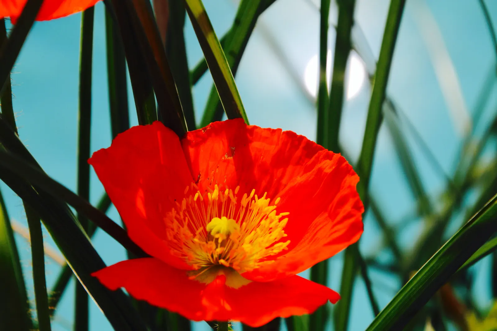 Iceland Poppy (Papaver Nudicaule) — annual for full or half