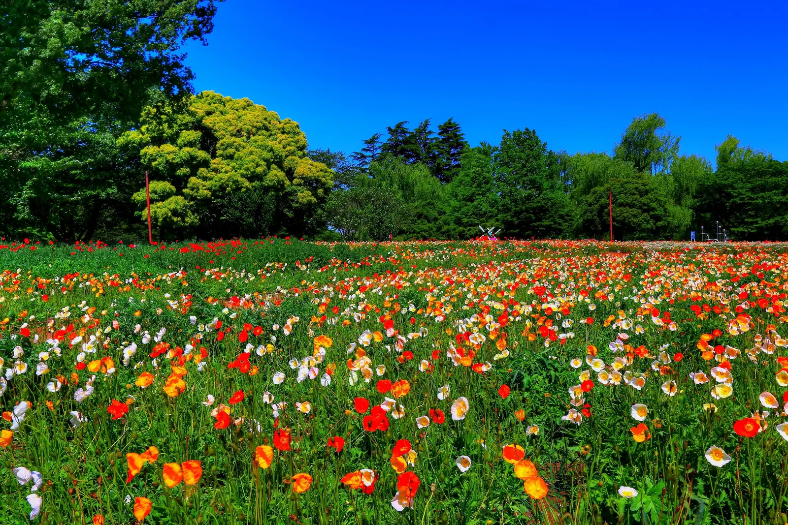 Iceland Poppy (Papaver Nudicaule) — making it both a client's delight and an ecological asset