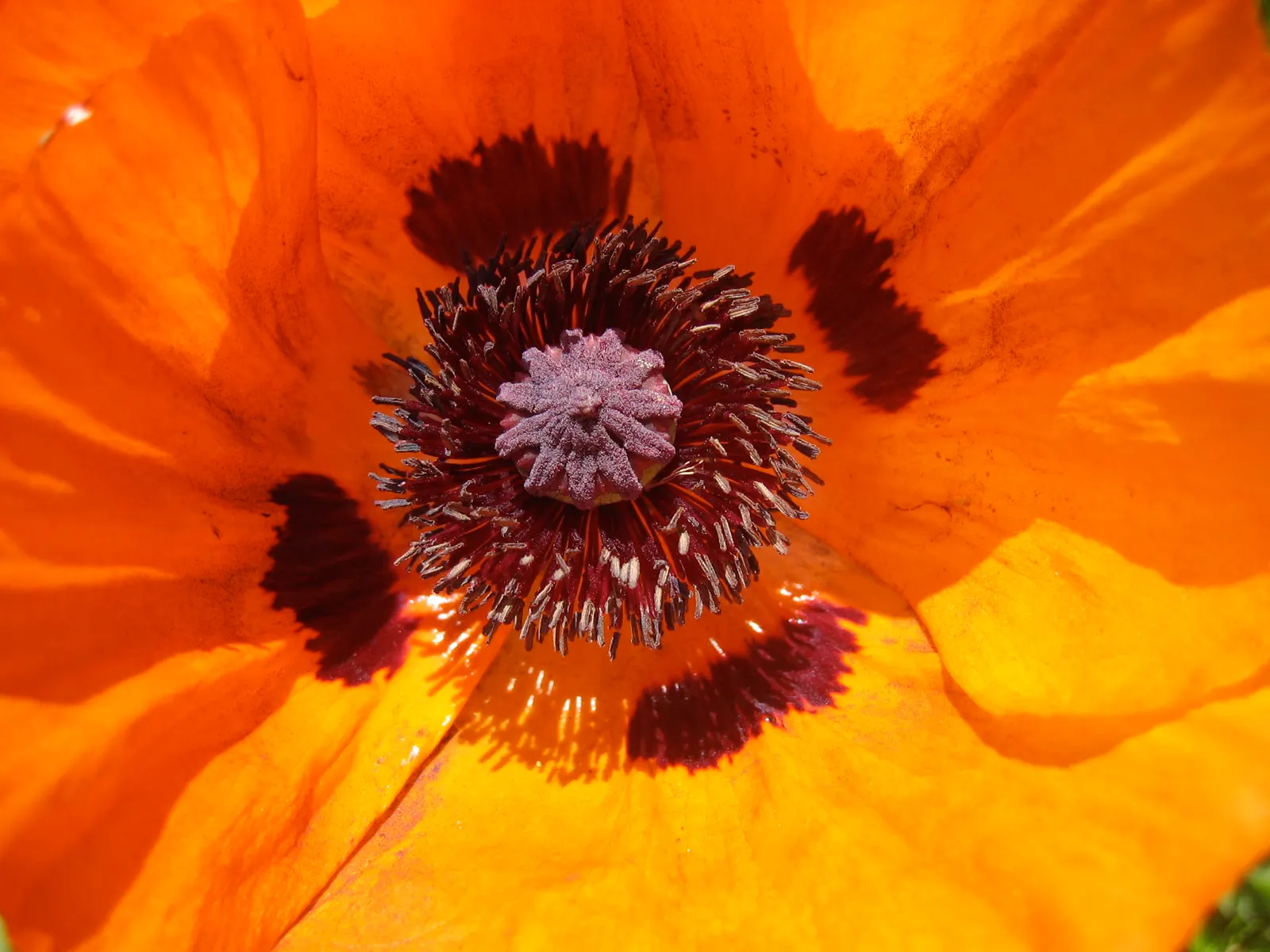 Iceland Poppy (Papaver Nudicaule) — although it is tolerant of a variety of soil conditions; each bloom spanning 2-4 inches across, image 83