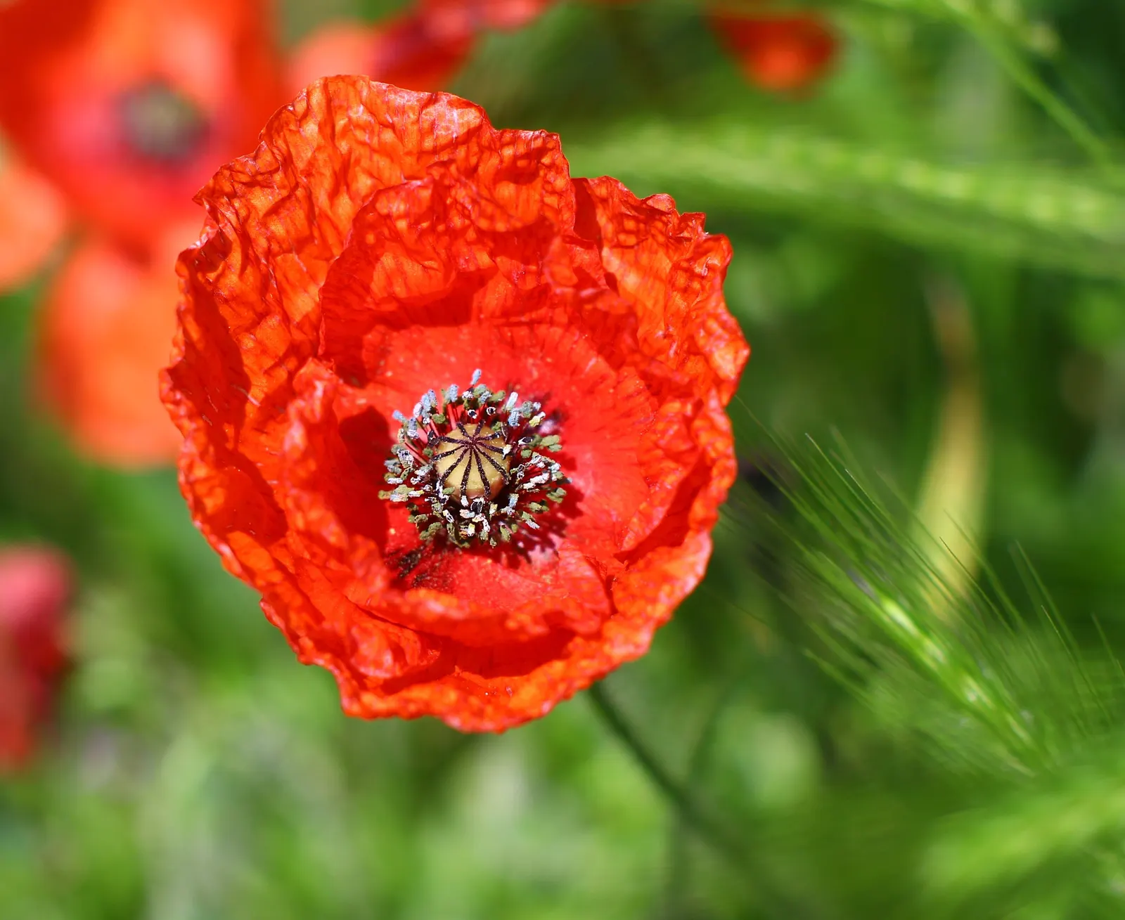 Iceland Poppy (Papaver Nudicaule) — Rising up to 2 feet tall, this poppy thrives in well-drained soil and full sun; cup-shaped flowers in vivid, image 96